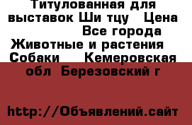 Титулованная для выставок Ши-тцу › Цена ­ 100 000 - Все города Животные и растения » Собаки   . Кемеровская обл.,Березовский г.